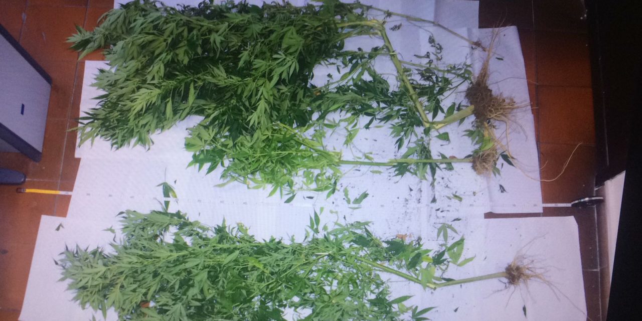 ANACAPRI:  40 GRAMMI DI MARIJUANA E PIANTINE DI DROGA. Denunciati in due per traffico e produzione