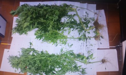 ANACAPRI:  40 GRAMMI DI MARIJUANA E PIANTINE DI DROGA. Denunciati in due per traffico e produzione